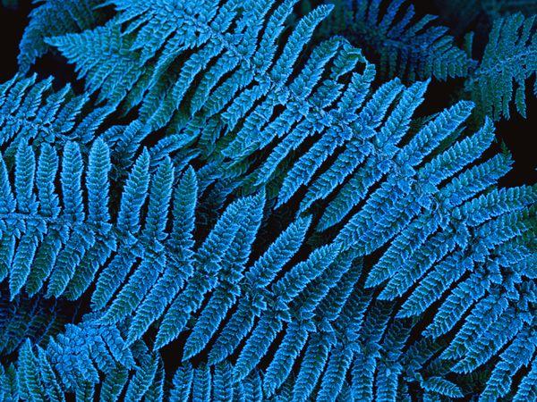  Autors: Fosilija life in color: blue