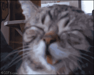 Kad gribu noscaronķaudīties Autors: laama Kā es jūtos kad... GIF'os. [6]