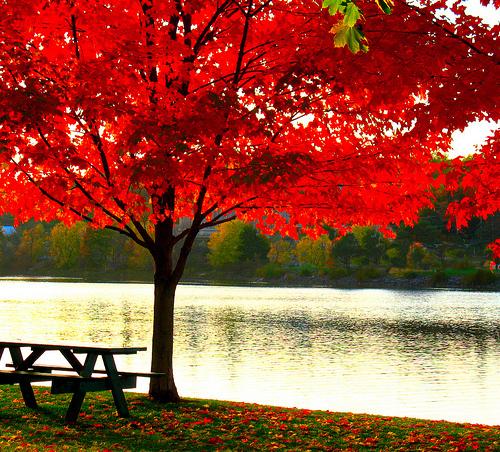  Autors: spoceneic Autumn