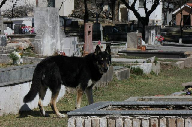  Autors: BrĀLis scorpion1 Suns sešus gadus dzīvo kapos