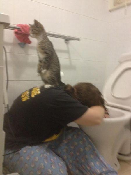  Autors: Colonel Meow Humora bildes [4]
