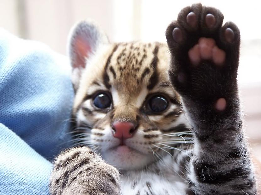  Autors: Kinestētiķis ♥ Animals ♥ 2. daļa