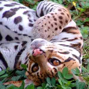 Autors: Kinestētiķis ♥ Animals ♥ 2. daļa