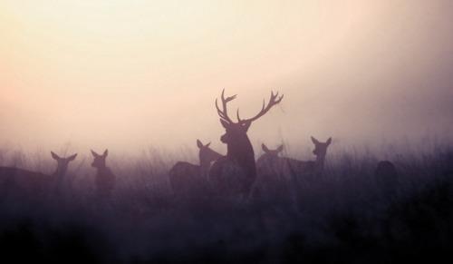  Autors: wolfsdream B.I.N.G.