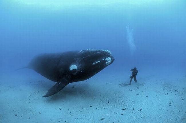 Southern Right Whales... Autors: Fosilija Tā ir patiesība,notiek taču tā!