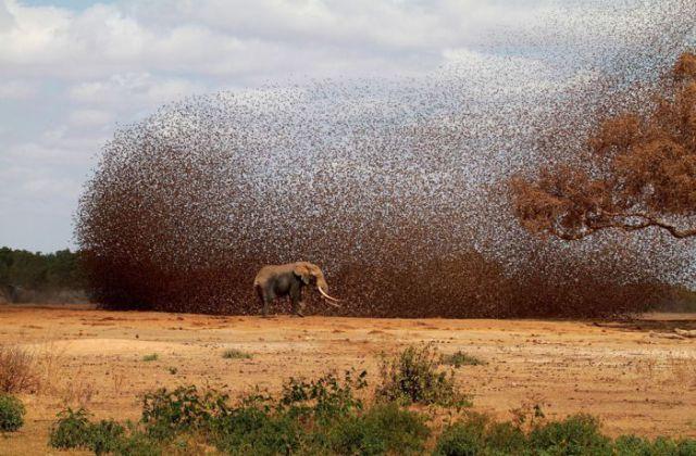  Autors: Colonel Meow Bildes no National Geographic 2012.gada foto konkursa