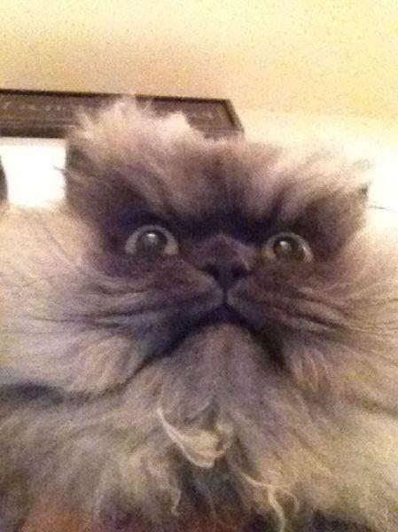  Autors: Colonel Meow Iespējams dusmīgākais kaķis pasaulē