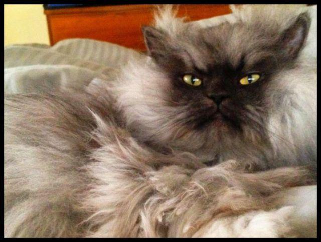  Autors: Colonel Meow Iespējams dusmīgākais kaķis pasaulē