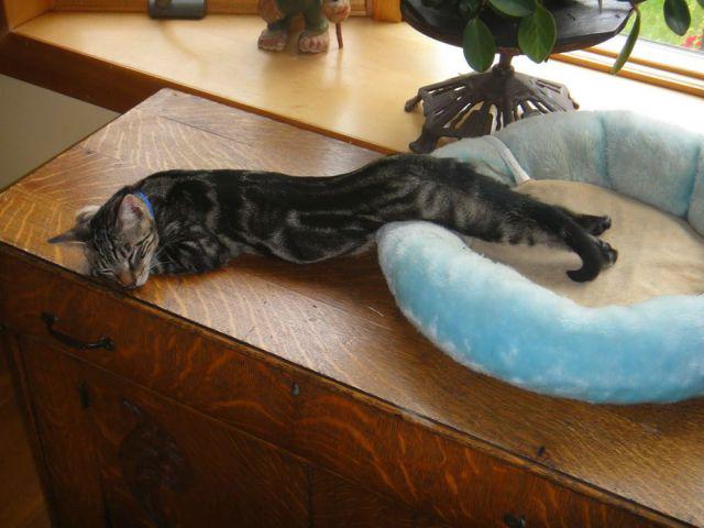  Autors: Pizhix Funny pets.