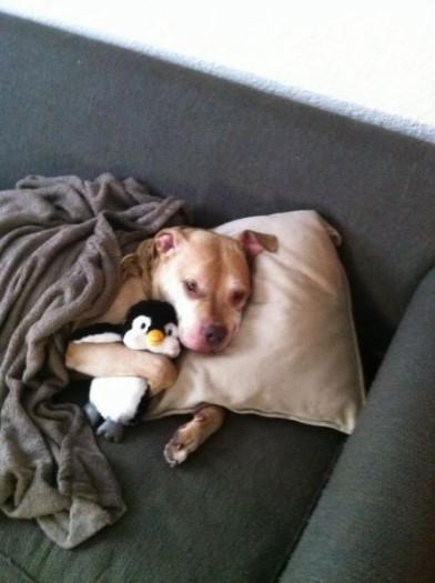  Autors: Pizhix Funny pets.