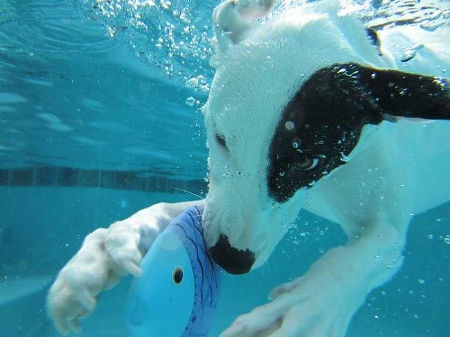  Autors: NewDZERA Suns zem ūdens !!!!