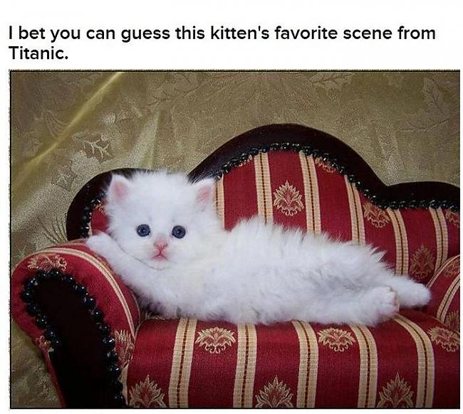  Autors: 69 Cats Acting Out Their Favorite Movies.
