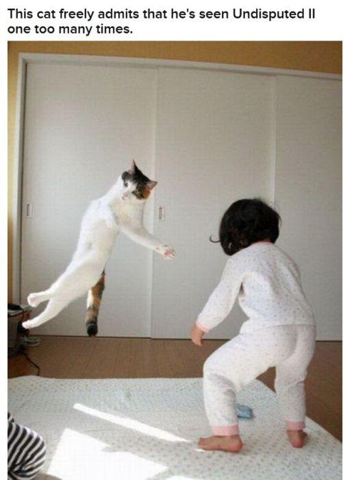  Autors: 69 Cats Acting Out Their Favorite Movies.