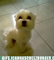  Autors: BatkaFaQ Funny Animals Gifs [2]