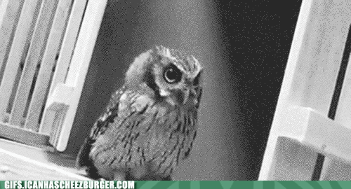  Autors: BatkaFaQ Funny Animals Gifs [2]