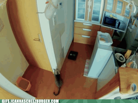  Autors: BatkaFaQ Funny Animals Gifs [2]