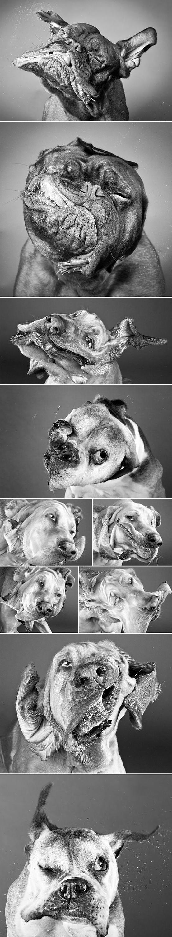 dogswhentheyrun Autors: Bestsniper Just 4 fun