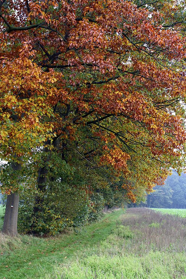  Autors: bubina696 kaut kas par rudeni