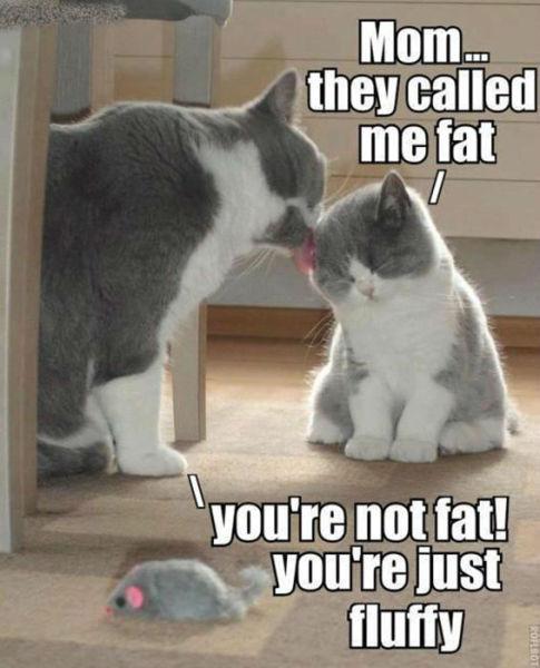  Autors: Colonel Meow Bullshit paka