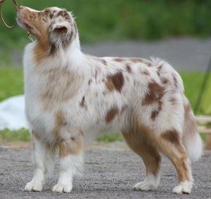 Mocca Autors: AnimalLover Par Mani...