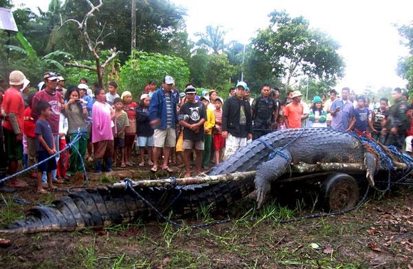 Sālsūdens krokodilsDomājams ka... Autors: Colonel Meow Pasaules lielākie dzīvnieki