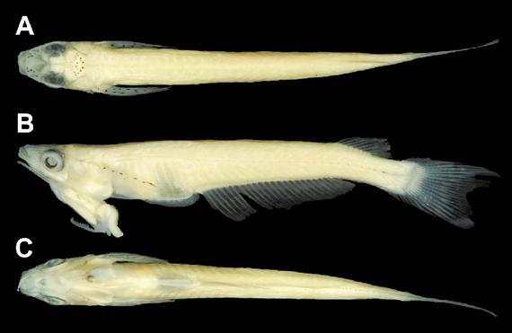 Zivs ar dzimumlocekli uz... Autors: blackops 10 dīvainākie dzimumlocekļi!