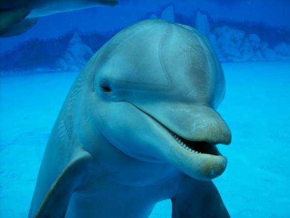 Delfīns savu dzimumlocekli... Autors: blackops 10 dīvainākie dzimumlocekļi!