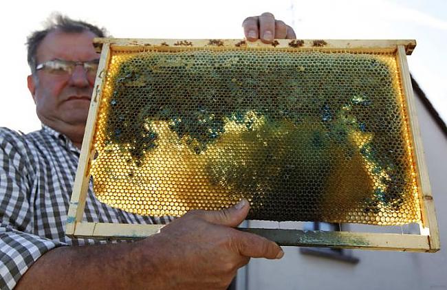  Autors: fcsc Kāpēc bites Francijā ražo šādu medu?