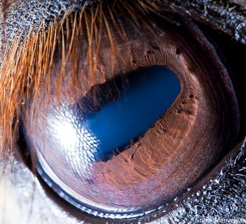 zirgs Autors: drumdrum dzīvnieku acis