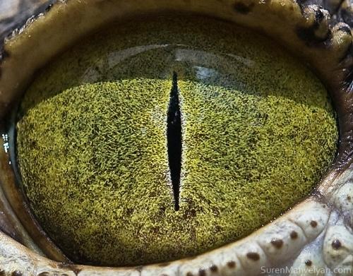 Nīlas krokodīls Autors: drumdrum dzīvnieku acis