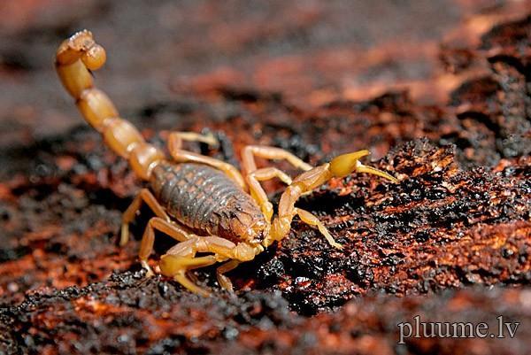 Ja skorpionam uz muguras... Autors: exkluzīvais Jūs zinājāt ,ka ...? (3)