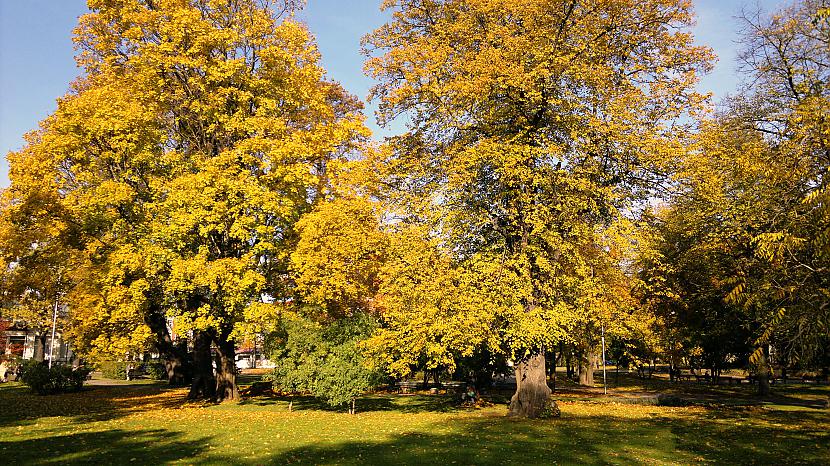  Autors: Ragnars Lodbroks Zelta rudens in LV