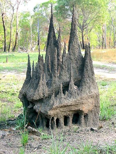 Termititas nav pilis vai milzu... Autors: Shamijs Pārsteidzoši skaistas lietas Izveidoja dzivnieki