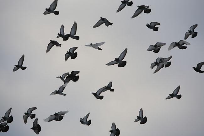 Zarā sēž septiņi putni... Autors: koņčita Pārbaudi savu IQ