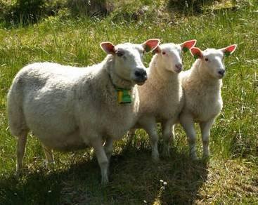 Fermerim bija 42 aitas Sērgā... Autors: koņčita Pārbaudi savu IQ