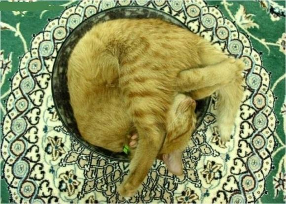  Autors: crazyfly Kur guļ kaķi ??