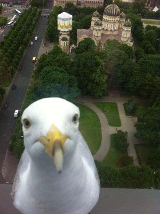 Es redzēju ko tu vakar darīji... Autors: Pankucins600 Latvija - labākā valsts pasaule 7