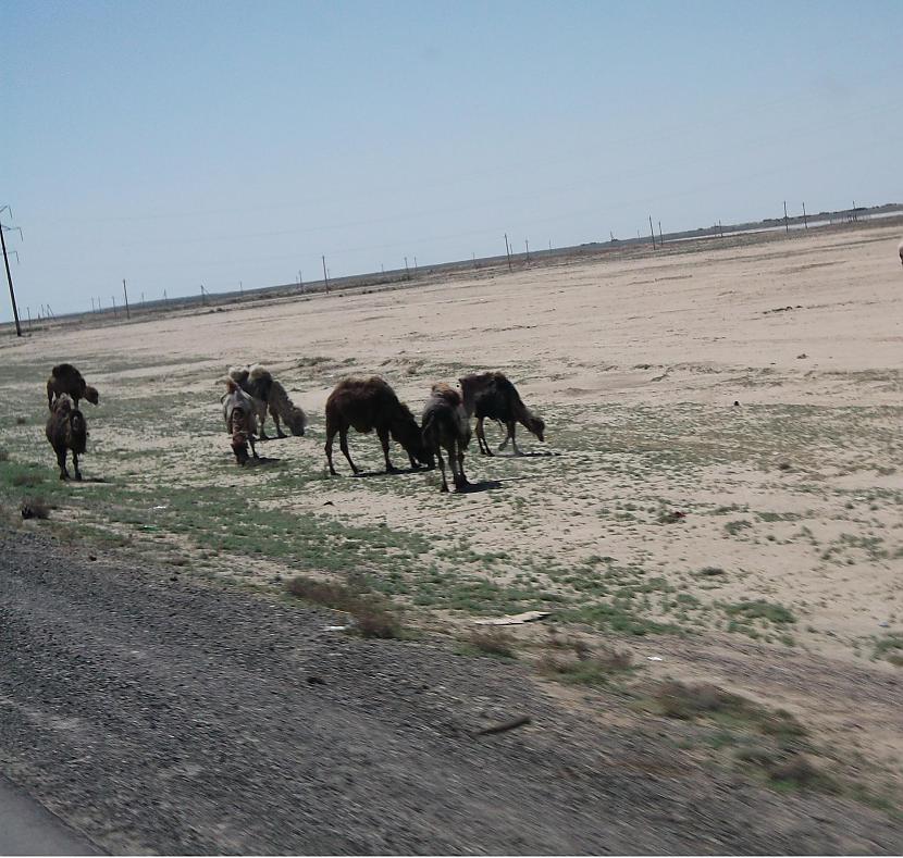 Viņiem kamieļi kā mums kaķi... Autors: fcsc Mazs ceļojums uz  Uzbekistānu.