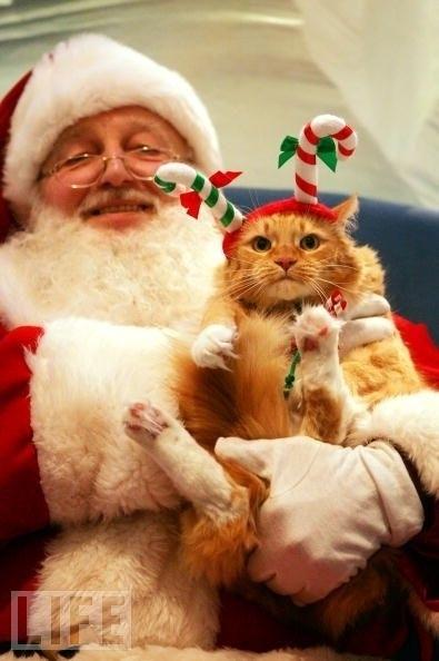  Autors: luvazhels Kaķi Un Ziemassvētki!!!