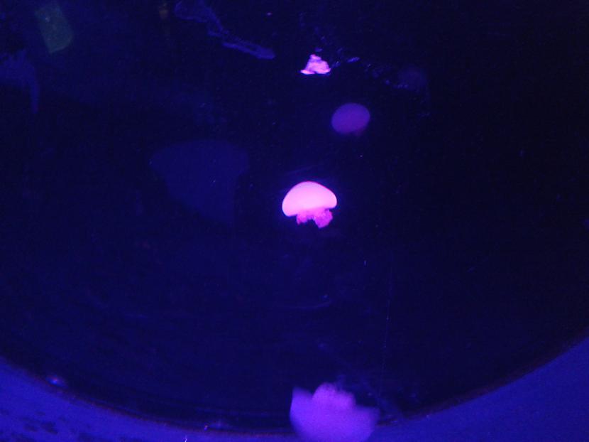 specijala gaisma si meduza... Autors: queen of the world okeana atradums