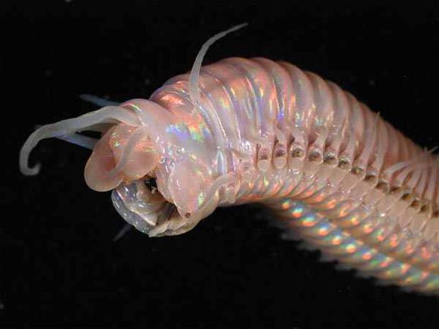 10 Polychaete WormScaronis... Autors: iFakti Top 10: Neredzētas būtnes, kas dzīvo okeāna ūdeņu dzelmē.