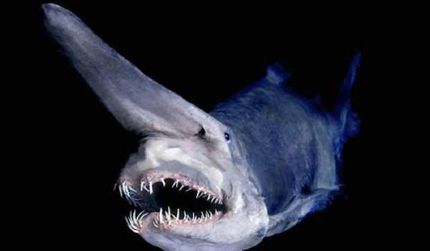 6 Goblin SharkGoblinhaizivs ir... Autors: iFakti Top 10: Neredzētas būtnes, kas dzīvo okeāna ūdeņu dzelmē.