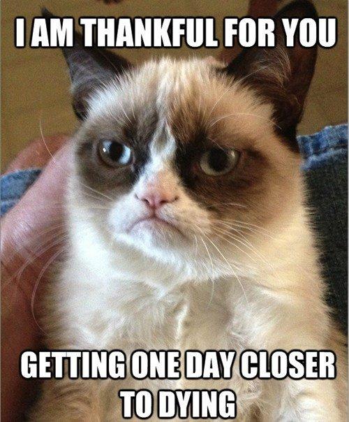  Autors: TheOne Grumpy cat