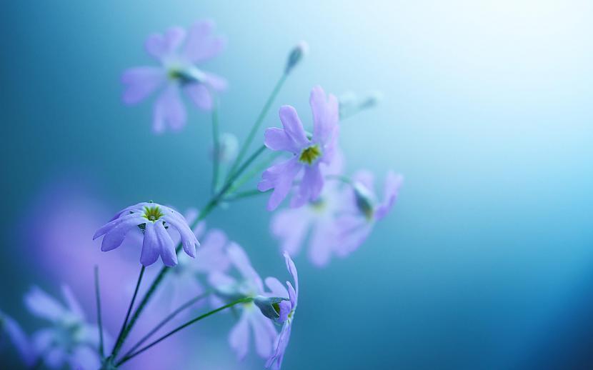  Autors: Gufija Wallpapers HD