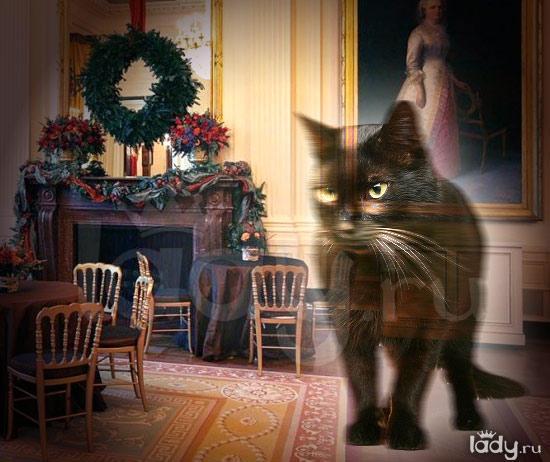 ASV prezidenta oficiālaja... Autors: Raziels Spoku kaķi