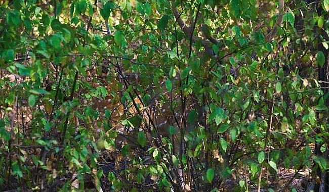 Autors: Fosilija Atradi dzīvniekus fotogrāfija?