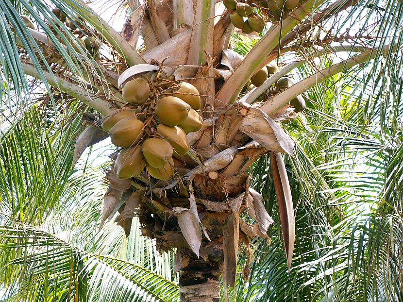 Kokospalma tiek dēvēta arī par... Autors: Ben4iks Fakti par augļiem [1]