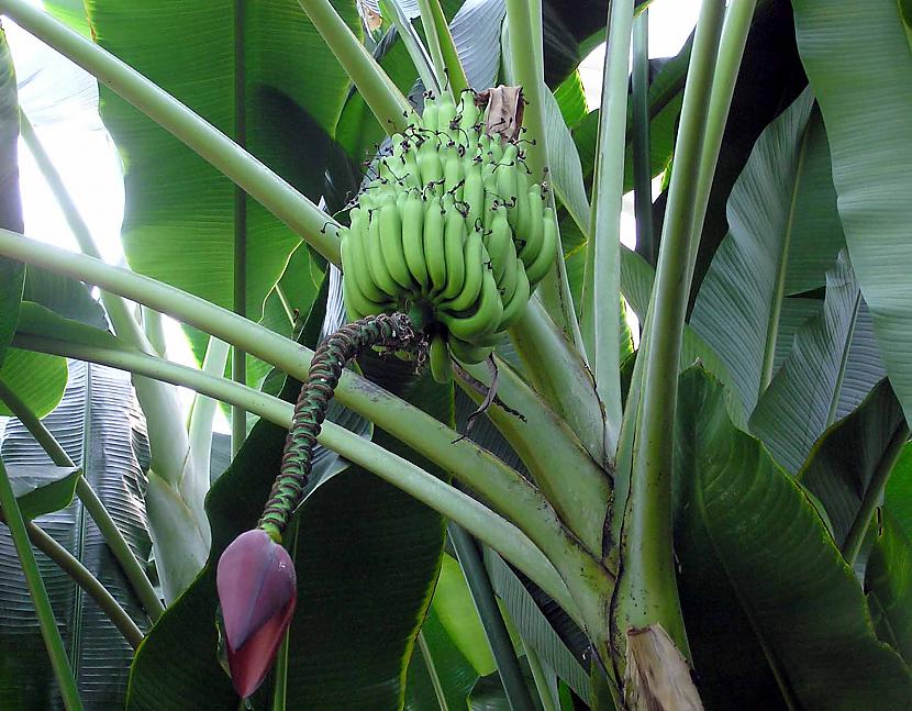 Banāni neaug kokos bet gan... Autors: Ben4iks Fakti par augļiem [5]