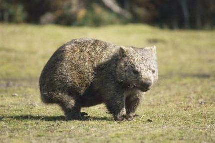 Somainis vombats ir izcils... Autors: Kaprālis Austrālija