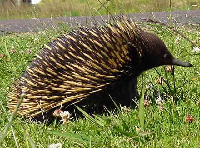 Zīdītāji ehidna augscaronējā... Autors: Kaprālis Austrālija